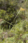 Florida paspalum